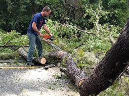 Best Tree and Shrub Care  in Bonifay, FL