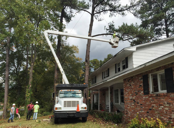 Best Tree Risk Assessment  in Bonifay, FL