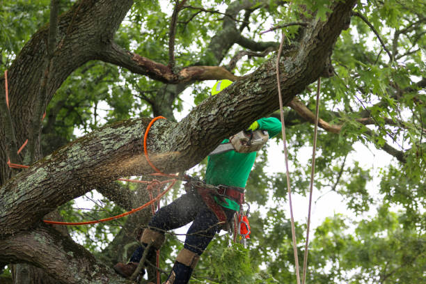 Trusted Bonifay, FL Tree Care Experts