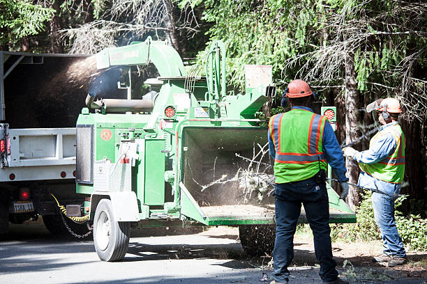 How Our Tree Care Process Works  in  Bonifay, FL